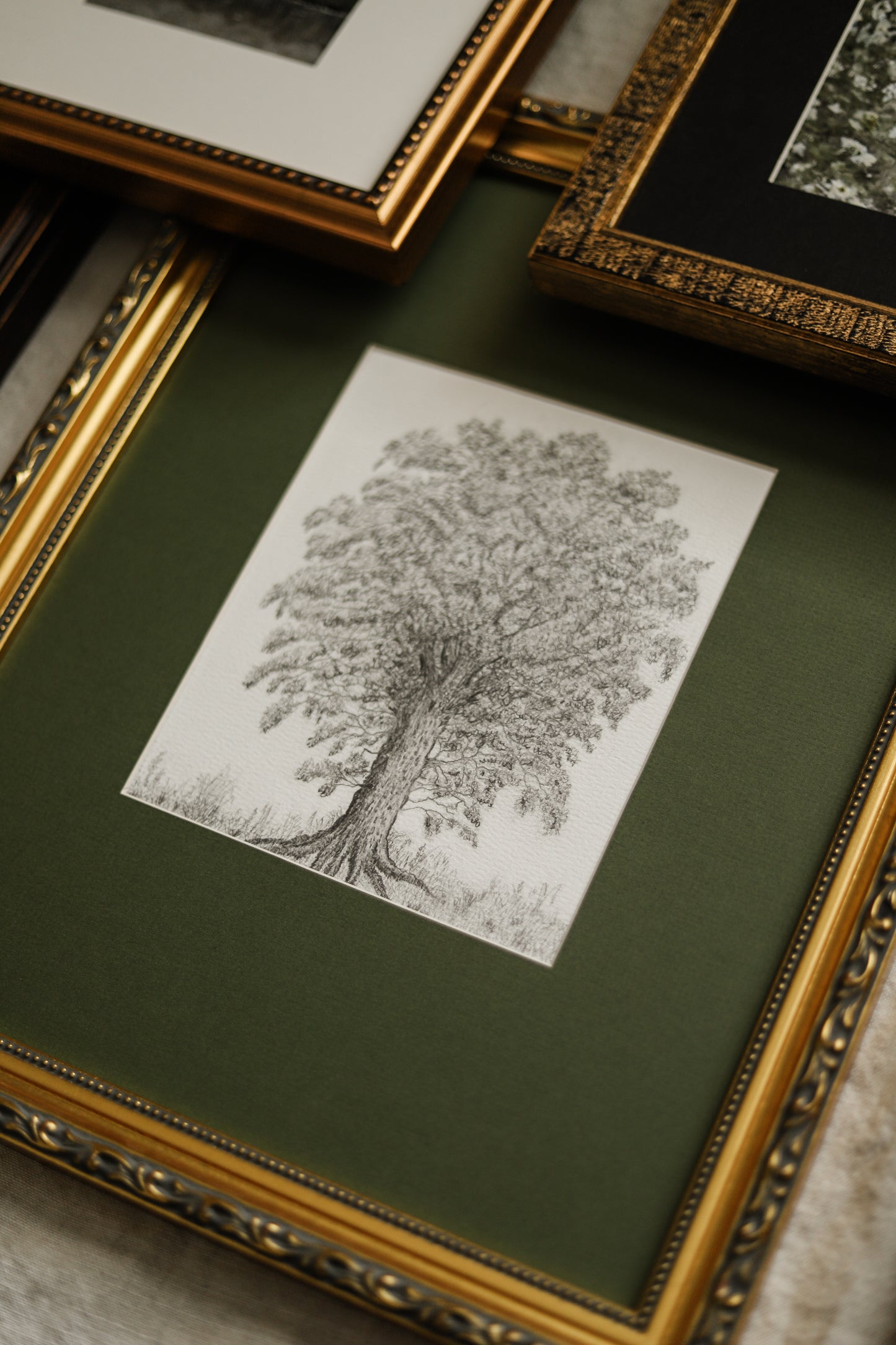 Scottish Alder Tree