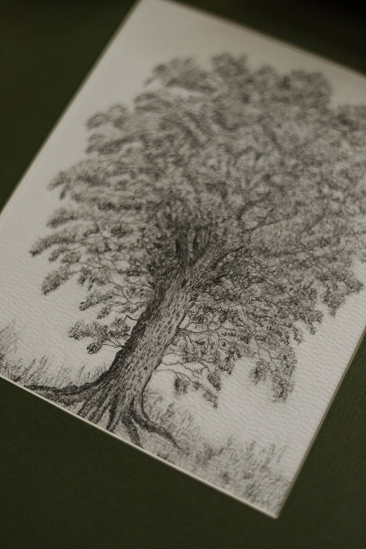 Scottish Alder Tree