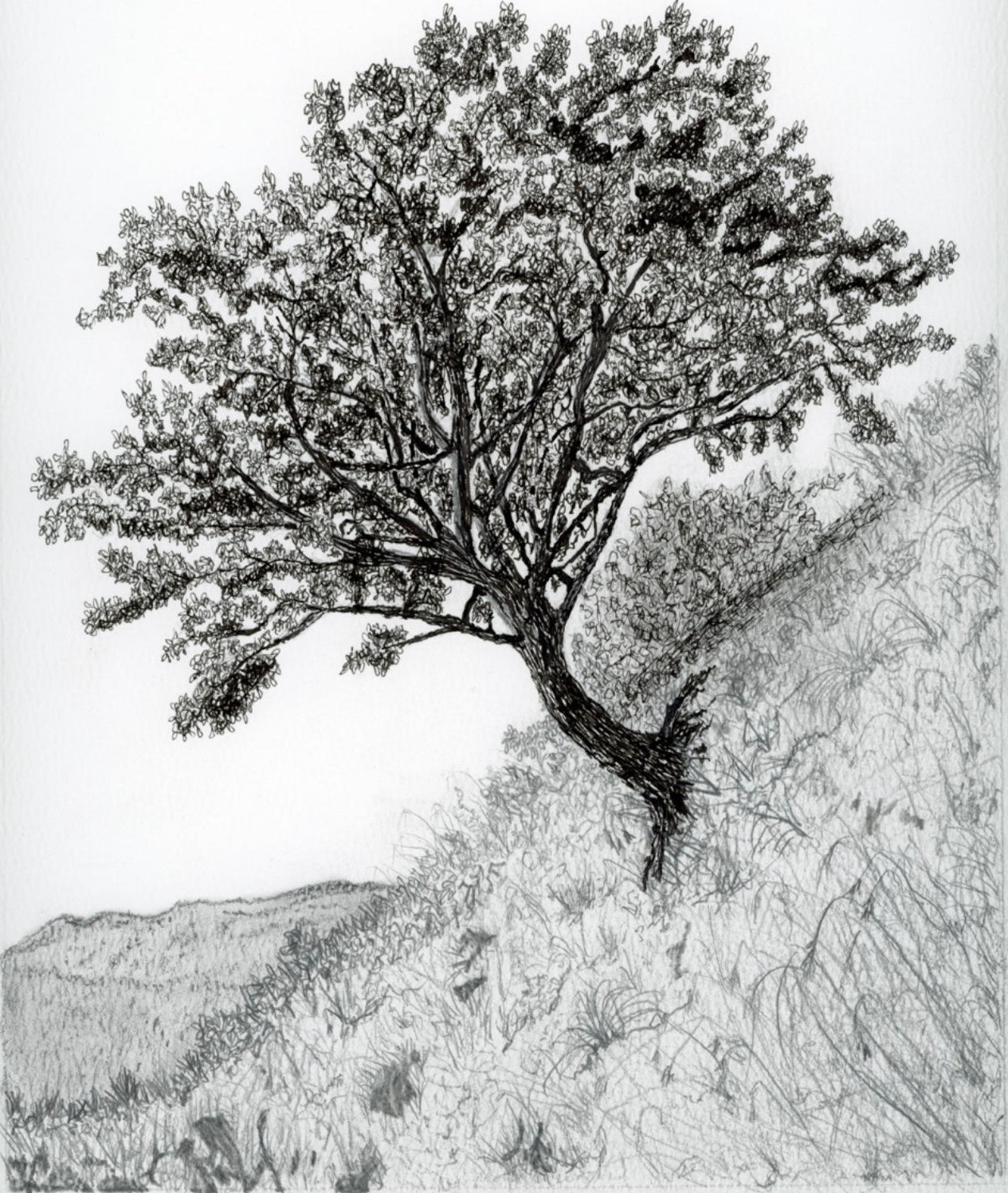 Scotland's Survivor Rowan Tree