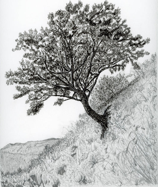 Scotland's Survivor Rowan Tree