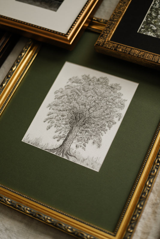 Scottish Alder Tree